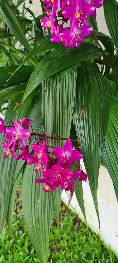 Harmony Self-Catering Apartments Beau Vallon  Seychelles